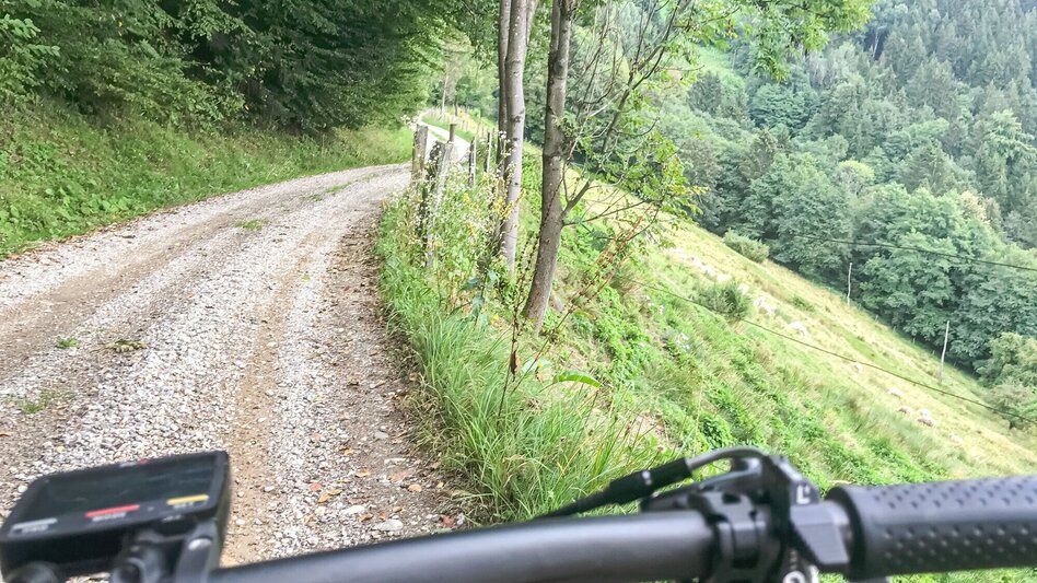 Mountainbike Svetij Janez, Nr. 117 - Touren-Impression #2.3 | © Südsteiermark