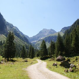 Forest road to Untere Stegeralm - Hochgolling summit in the backdrop | © Gerhard Pilz
