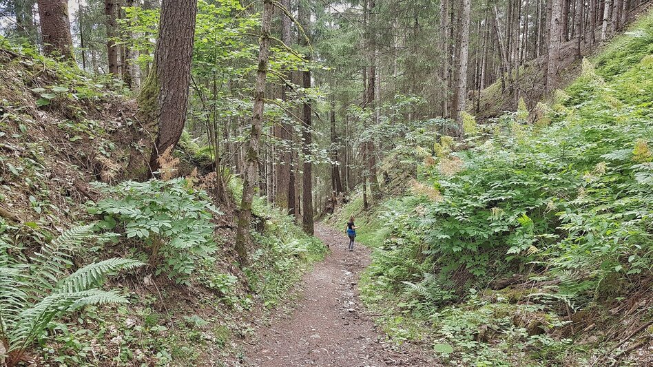 Wanderung Katzenburgrunde - Touren-Impression #2.7 | © Gerhard Pilz