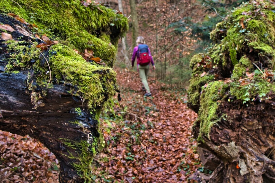 Hiking Route Circular hiking trail to Trahütten Nr. 13 and 14 - Touren-Impression #1 | © TVB/Südsteiermark/WEGES OG Sarcletti / Zienitzer