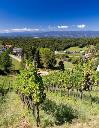Weingärten in Seiersberg, Gedersberg | Harry Schiffer | © Region Graz
