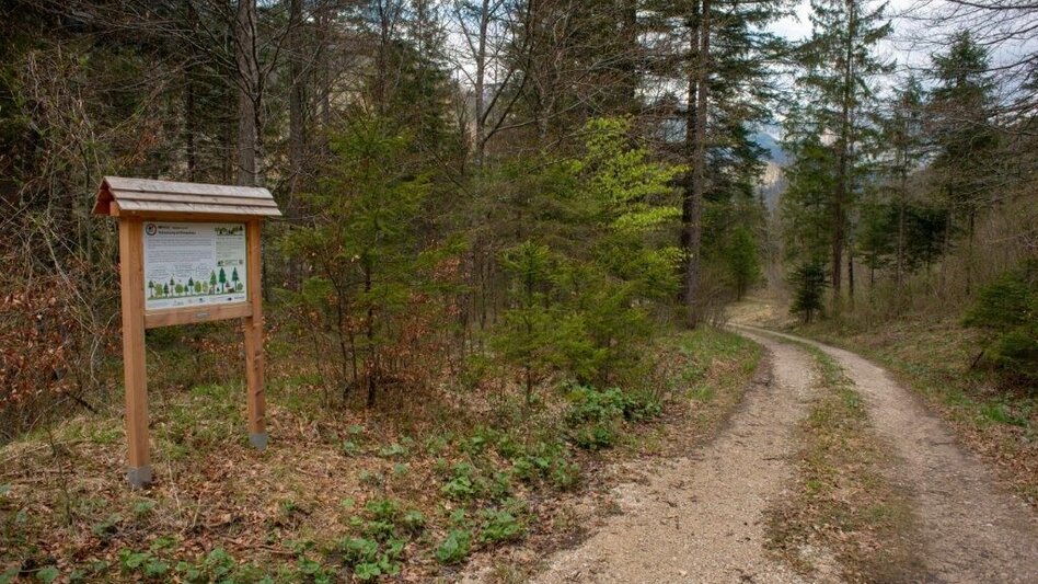 Jogging Climate-fit forest - Gams - Touren-Impression #2.1 | © TV Gesäuse