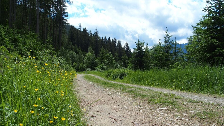 Hiking Route Brandweg - Touren-Impression #2.3 | © FVV  Tragöß - St. Katharein