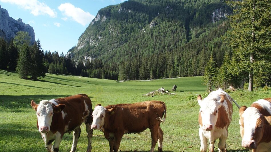 Hiking Route Klamm - Touren-Impression #2.9 | © Tourismusverband ERZBERG LEOBEN