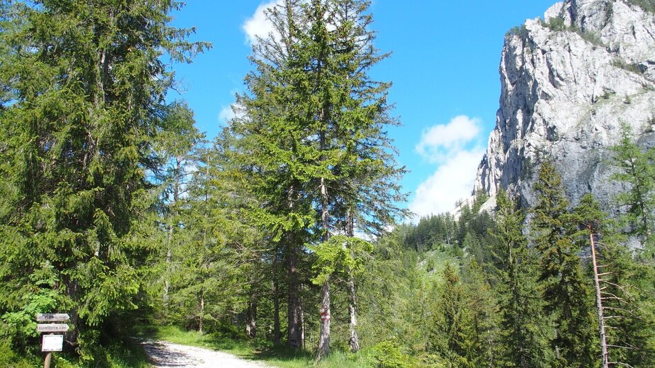 Hiking Route Jassingalm - Touren-Impression #2.1 | © FVV  Tragöß - St. Katharein