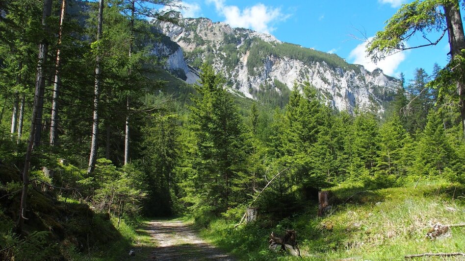 Hiking Route Jassingalm - Touren-Impression #2.3 | © FVV  Tragöß - St. Katharein