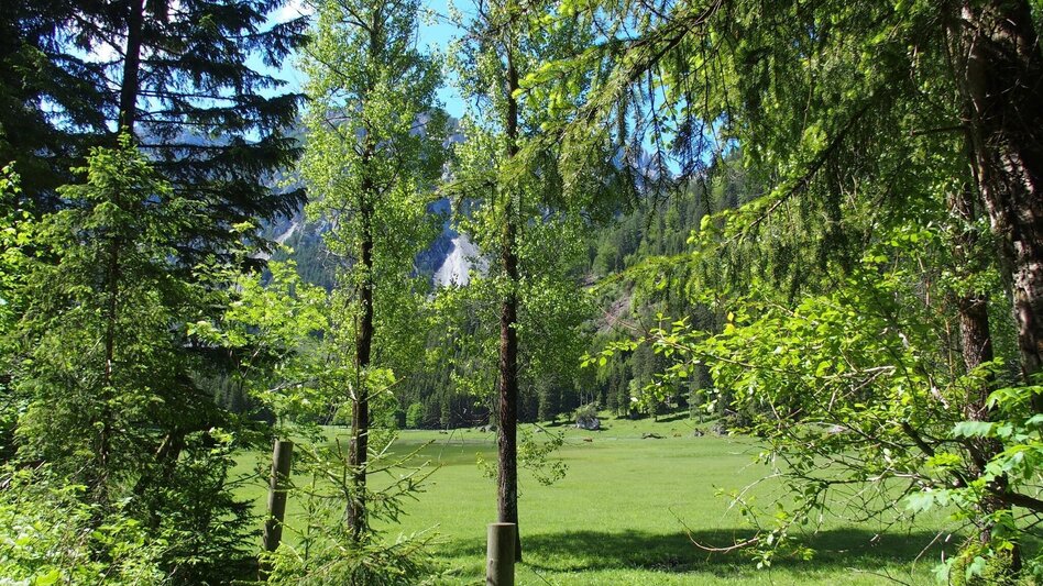 Hiking Route Jassingalm - Touren-Impression #2.8 | © FVV  Tragöß - St. Katharein