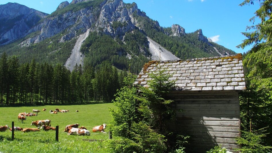 Hiking Route Jassingalm - Touren-Impression #2.9 | © FVV  Tragöß - St. Katharein