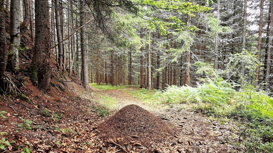 Hiking Route Hike up to the Hialsegg - Touren-Impression #2.11 | © FVV  Tragöß - St. Katharein