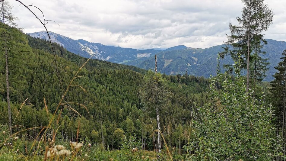 Hiking Route Hike up to the Hialsegg - Touren-Impression #2.12 | © FVV  Tragöß - St. Katharein