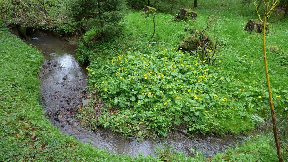 Wanderung MÜHLDORF Fischteichrunde: Wandern für Alt und Jung in Feldbach - Touren-Impression #2.2 | © Miteinander aktiv Feldbach
