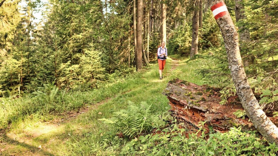Hiking Route Gesamttour 10 Etappen- Styrian Iron Trail   - Touren-Impression #2.33 | © Weges OG