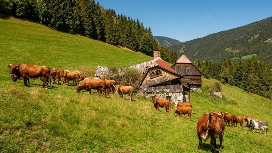Wanderung Wanderung zur Gewürzalm Oppenberg - Touren-Impression #2.1 | © TV Gesäuse