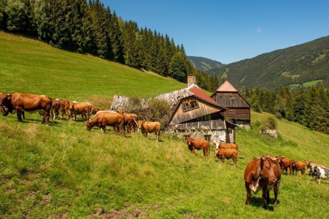 Wanderung Wanderung zur Gewürzalm Oppenberg - Touren-Impression #1 | © TV Gesäuse