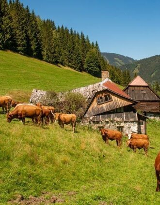 wanderung zur gewürzalm oppenberg_img_73199170 | Tourismusverband Gesäuse | © TV Gesäuse