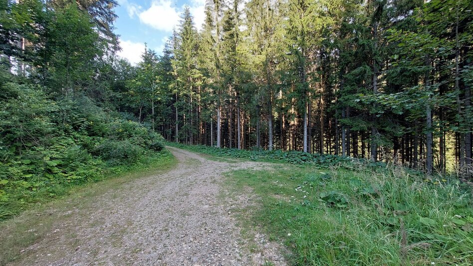 Radfahren Drachentour, Teichalm - Touren-Impression #2.4 | © Oststeiermark Tourismus