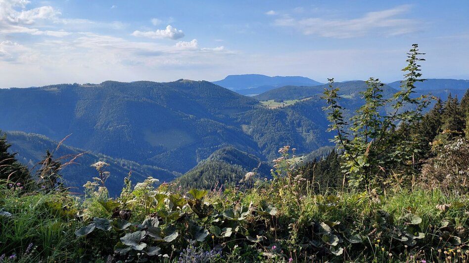 Radfahren Drachentour, Teichalm - Touren-Impression #2.8 | © Oststeiermark Tourismus
