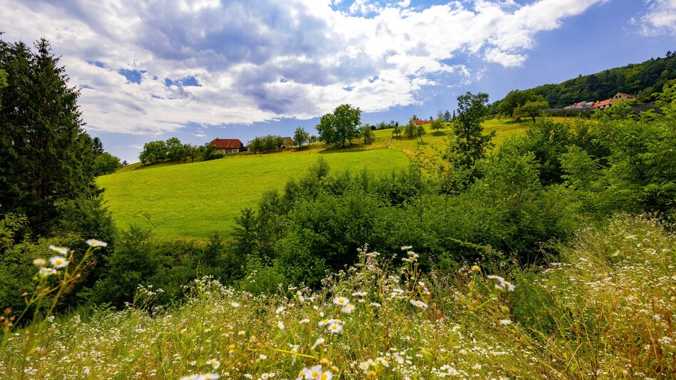 Wanderung Rettenbachklamm - Mariatrost: Wanderung der Sinne - Touren-Impression #2.8
