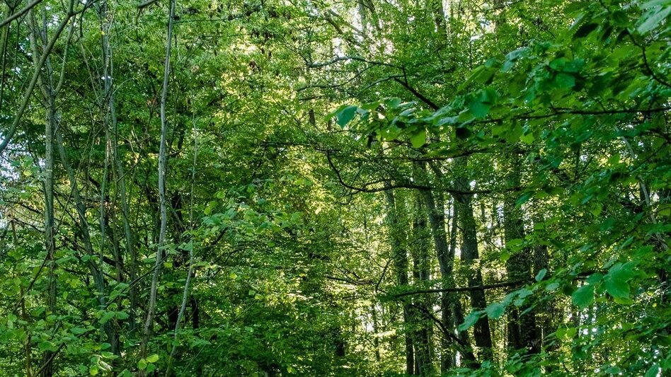 Wanderung Lust(ig) wandeln am Lustbühel - Touren-Impression #2.3 | © Graz Tourismus