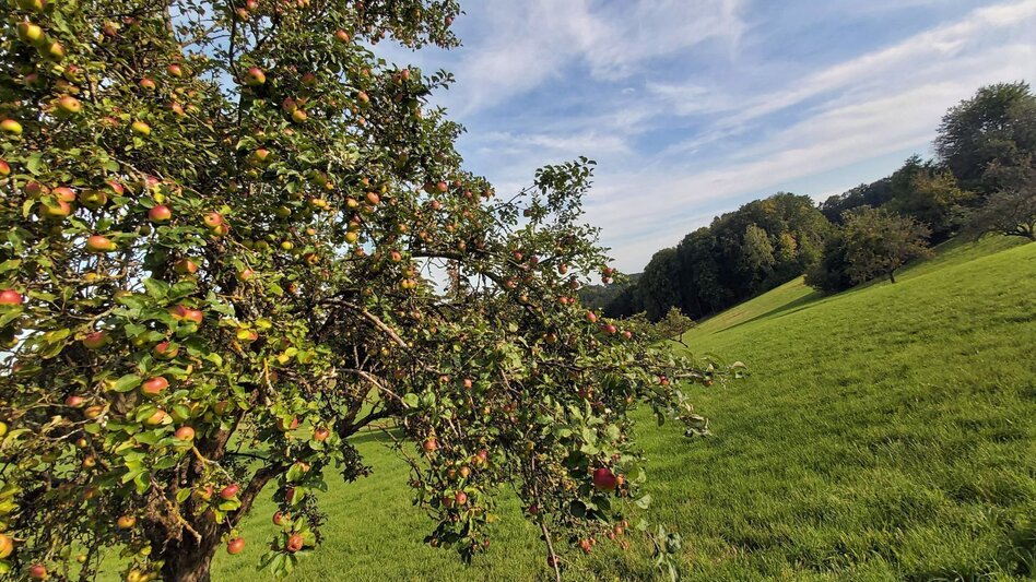 Cycling Obstland Tour, Weiz - Pischelsdorf - Touren-Impression #2.2 | © Oststeiermark Tourismus