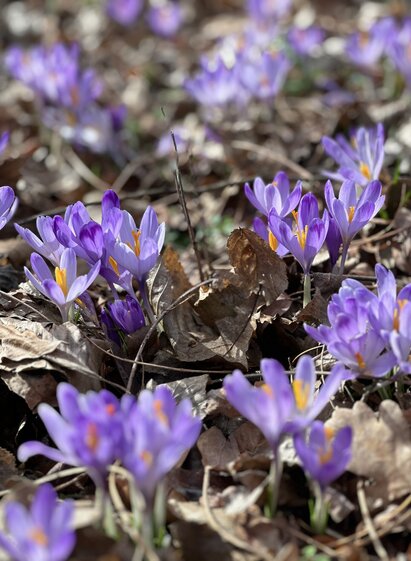 Krokus entlang der Mur | Mona Schuster_Erlebnisregion Südsteiermark