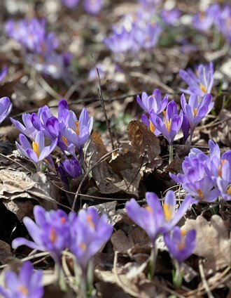 Krokus entlang der Mur | Mona Schuster_Erlebnisregion Südsteiermark
