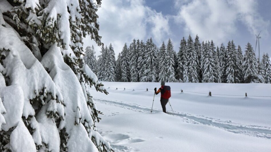 Wanderung Freiländeralm - Touren-Impression #2.1 | © Weges OG