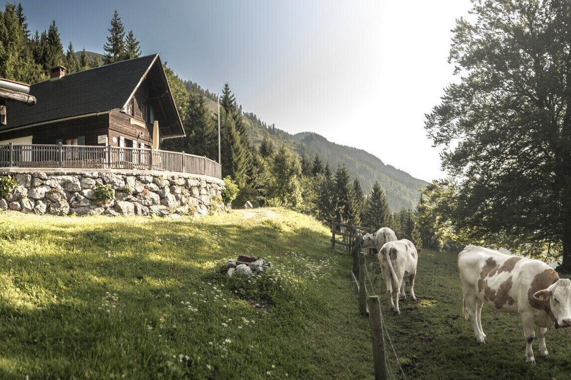 Wanderung Wanderrunde über die Naturfreundehütte und Moaralm Palfau - Touren-Impression #1 | © TV Gesäuse
