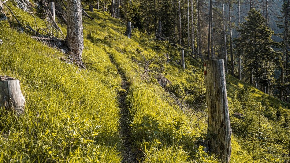 Hiking Route Jagerbichl-Brandangeralm Tour - Touren-Impression #2.5 | © Erlebnisregion Schladming-Dachstein