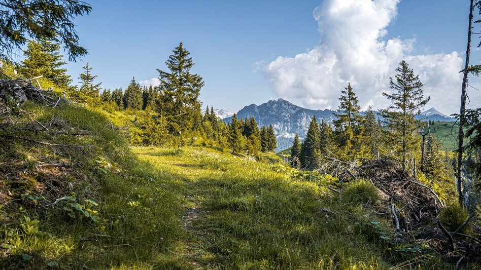 Hiking Route Jagerbichl-Brandangeralm Tour - Touren-Impression #2.8 | © Erlebnisregion Schladming-Dachstein