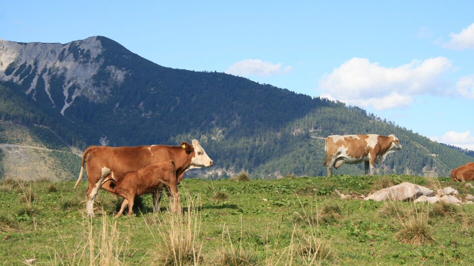Wanderung Überschreitung der Wildalpe im Naturpark Mürzer Oberland - Touren-Impression #2.3 | © Naturpark Mürzer Oberland