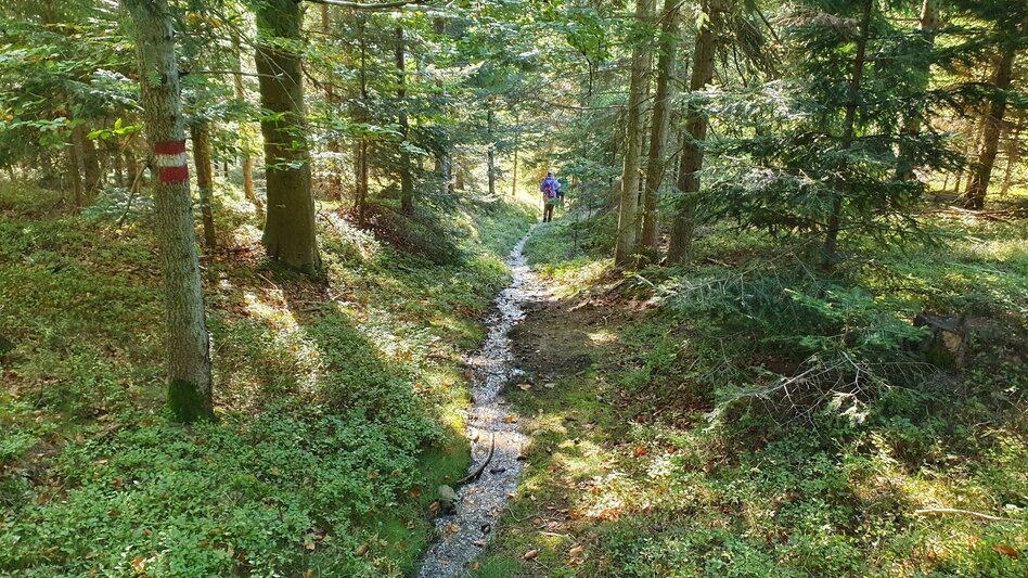 Hiking Route Glatzl Trahütten Alp-round, St.Lorenzen am Wechsel - Touren-Impression #2.7 | © Oststeiermark Tourismus