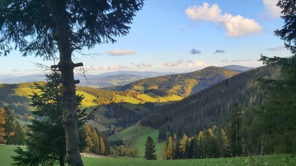 Wanderung Haberlstall-Runde, Strassegg - Touren-Impression #2.6 | © Oststeiermark Tourismus