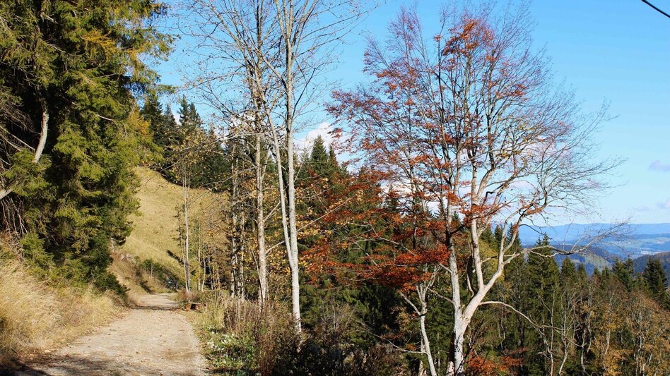 Wanderung Haberlstall-Runde, Strassegg - Touren-Impression #2.12 | © Oststeiermark Tourismus