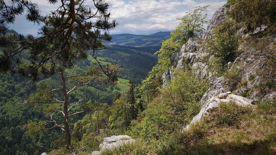 Hiking Route Gösser & Sattelberge-Runde, Dürntal/Weiz - Touren-Impression #2.1 | © Oststeiermark Tourismus