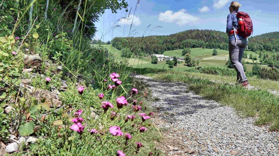 Hiking Route Jägersteig & Patschaberg, Weizklamm gorge - Touren-Impression #2.7 | © Oststeiermark Tourismus