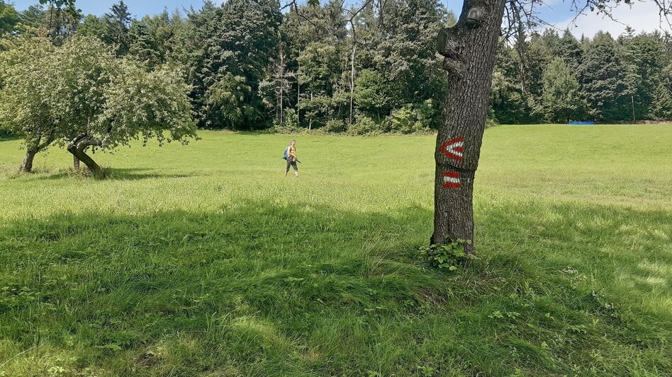 Hiking Route Waldseppl circuit, Penzendorf - Touren-Impression #2.3 | © Weges