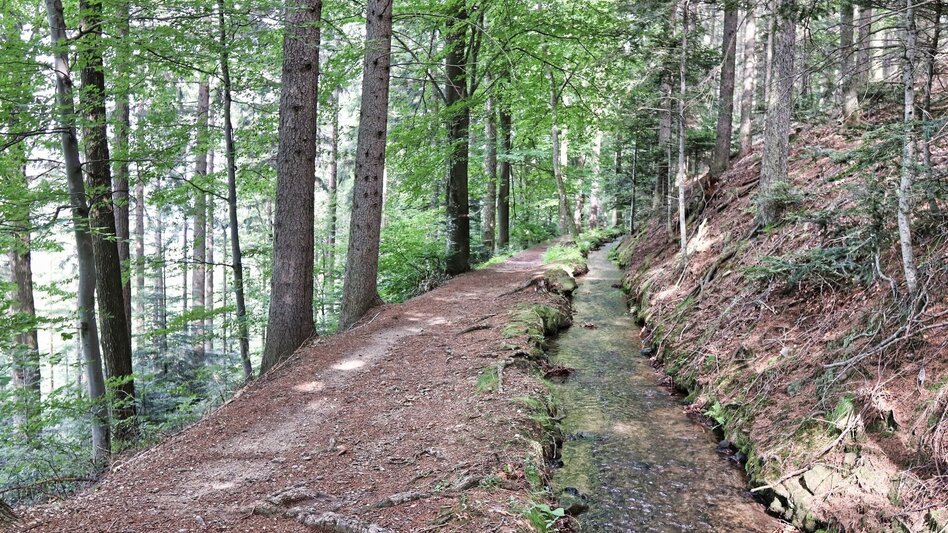 Hiking Route Waldseppl circuit, Penzendorf - Touren-Impression #2.8 | © Weges