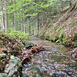 Wasserlauf im Waldstück | © Weges
