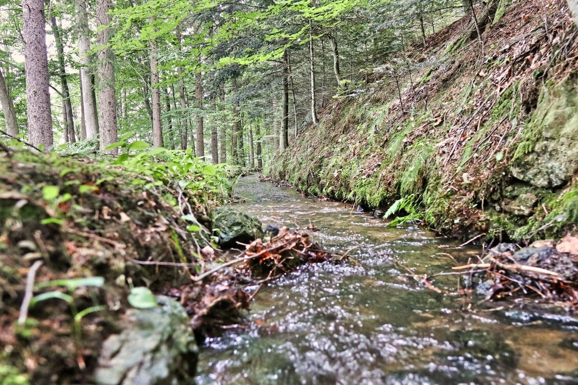Hiking Route Waldseppl circuit, Penzendorf - Touren-Impression #1 | © Weges