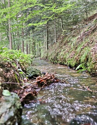 Watercourse in the forest | WEGES WEGES | © Weges