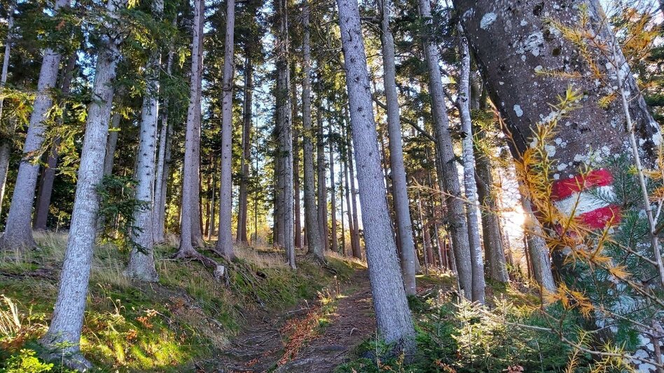 Hiking Route Stross circuit, Gschaid/Weiz - Touren-Impression #2.2 | © Oststeiermark Tourismus