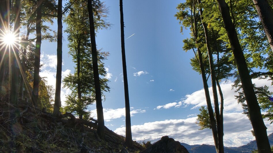 Hiking Route Rote Wand-Runde über Bucheben, Mixnitz - Touren-Impression #2.1 | © Oststeiermark Tourismus