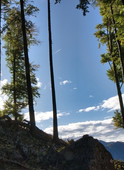Waldpfad auf der Wanderung | © Oststeiermark Tourismus | WEGES | © Oststeiermark Tourismus