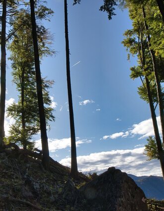 Waldpfad auf der Wanderung | WEGES | © Oststeiermark Tourismus