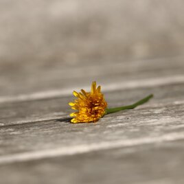 _TITELBILD_ernährung SCHMECKEN (c) MG Laßnitzhöhe (3).JPG