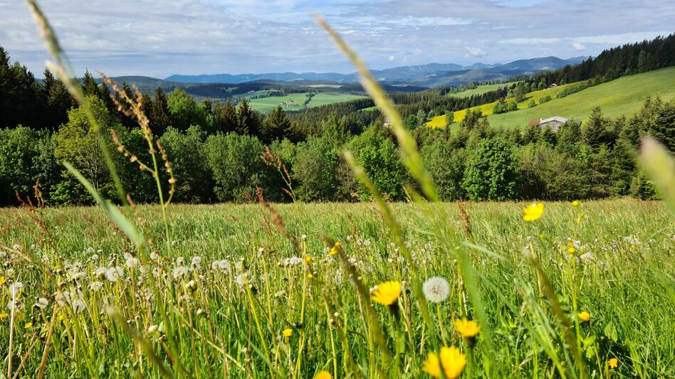 Hiking Route St. Jakober round, Ratten - Touren-Impression #2.2 | © Oststeiermarkt Tourismus