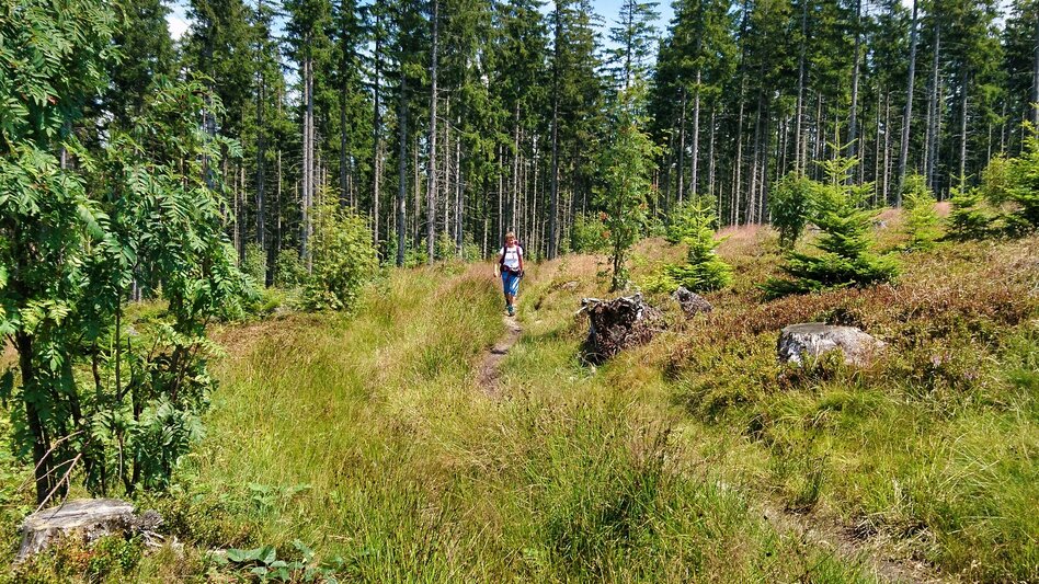 Hiking Route Alpl round, St. Kathrein am Hauenstein - Touren-Impression #2.5 | © Oststeiermark Tourismus