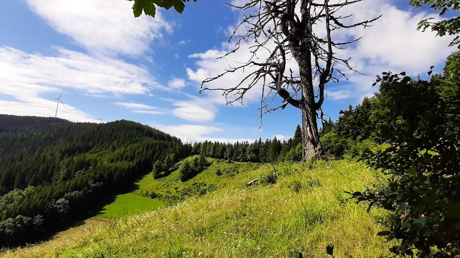 Hiking Route Herrnalm circuit, Fischbach - Touren-Impression #2.4