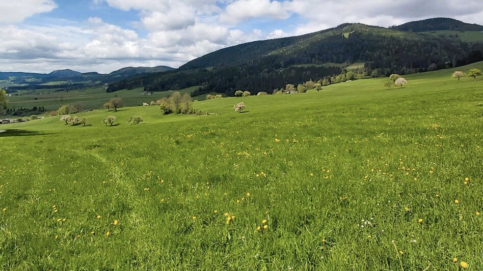 Jogging Elmer-Halbmarathon, Passail - Touren-Impression #2.10 | © Oststeiermark Tourismus